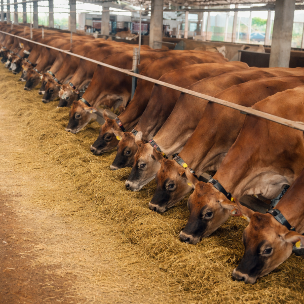 🏆150 Vacas Jersey ou R$ 980.000,00 no PIX 💰